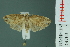  ( - RMNH.INS.14763)  @13 [ ] Unspecified (default): All Rights Reserved  Unspecified Unspecified