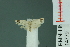  ( - RMNH.INS.14779)  @13 [ ] Unspecified (default): All Rights Reserved  Unspecified Unspecified