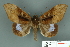  ( - RMNH.INS.14818)  @14 [ ] Unspecified (default): All Rights Reserved  Unspecified Unspecified