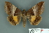  ( - RMNH.INS.14820)  @14 [ ] Unspecified (default): All Rights Reserved  Unspecified Unspecified