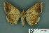  ( - RMNH.INS.14820)  @13 [ ] Unspecified (default): All Rights Reserved  Unspecified Unspecified