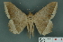  ( - RMNH.INS.14822)  @14 [ ] Unspecified (default): All Rights Reserved  Unspecified Unspecified