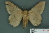  ( - RMNH.INS.14822)  @12 [ ] Unspecified (default): All Rights Reserved  Unspecified Unspecified
