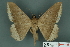  ( - RMNH.INS.14823)  @13 [ ] Unspecified (default): All Rights Reserved  Unspecified Unspecified