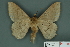  ( - RMNH.INS.14823)  @12 [ ] Unspecified (default): All Rights Reserved  Unspecified Unspecified