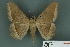  ( - RMNH.INS.14824)  @13 [ ] Unspecified (default): All Rights Reserved  Unspecified Unspecified