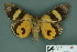  ( - RMNH.INS.14825)  @13 [ ] Unspecified (default): All Rights Reserved  Unspecified Unspecified