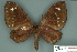  ( - RMNH.INS.14833)  @13 [ ] Unspecified (default): All Rights Reserved  Unspecified Unspecified