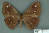  ( - RMNH.INS.14834)  @13 [ ] Unspecified (default): All Rights Reserved  Unspecified Unspecified