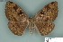  ( - RMNH.INS.14835)  @11 [ ] Unspecified (default): All Rights Reserved  Unspecified Unspecified