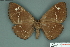  ( - RMNH.INS.14835)  @11 [ ] Unspecified (default): All Rights Reserved  Unspecified Unspecified