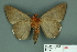  ( - RMNH.INS.14849)  @13 [ ] Unspecified (default): All Rights Reserved  Unspecified Unspecified