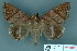  ( - RMNH.INS.14850)  @14 [ ] Unspecified (default): All Rights Reserved  Unspecified Unspecified