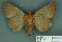 ( - RMNH.INS.14850)  @13 [ ] Unspecified (default): All Rights Reserved  Unspecified Unspecified