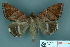  ( - RMNH.INS.14851)  @14 [ ] Unspecified (default): All Rights Reserved  Unspecified Unspecified