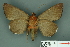  ( - RMNH.INS.14851)  @13 [ ] Unspecified (default): All Rights Reserved  Unspecified Unspecified