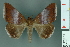  ( - RMNH.INS.14865)  @14 [ ] Unspecified (default): All Rights Reserved  Unspecified Unspecified