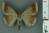  ( - RMNH.INS.14865)  @13 [ ] Unspecified (default): All Rights Reserved  Unspecified Unspecified