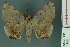  ( - RMNH.INS.14867)  @14 [ ] Unspecified (default): All Rights Reserved  Unspecified Unspecified