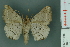  ( - RMNH.INS.14867)  @13 [ ] Unspecified (default): All Rights Reserved  Unspecified Unspecified