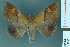 ( - RMNH.INS.14888)  @14 [ ] Unspecified (default): All Rights Reserved  Unspecified Unspecified