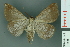  ( - RMNH.INS.14888)  @13 [ ] Unspecified (default): All Rights Reserved  Unspecified Unspecified