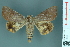  ( - RMNH.INS.14898)  @11 [ ] Unspecified (default): All Rights Reserved  Unspecified Unspecified