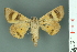  ( - RMNH.INS.14898)  @11 [ ] Unspecified (default): All Rights Reserved  Unspecified Unspecified