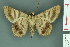  ( - RMNH.INS.14900)  @13 [ ] Unspecified (default): All Rights Reserved  Unspecified Unspecified