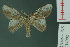  ( - RMNH.INS.14982)  @11 [ ] Unspecified (default): All Rights Reserved  Unspecified Unspecified