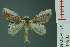  ( - RMNH.INS.14983)  @13 [ ] Unspecified (default): All Rights Reserved  Unspecified Unspecified