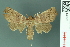  ( - RMNH.INS.14922)  @13 [ ] Unspecified (default): All Rights Reserved  Unspecified Unspecified