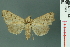  (Anomis sumatrana - RMNH.INS.14925)  @14 [ ] Unspecified (default): All Rights Reserved  Unspecified Unspecified