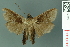  ( - RMNH.INS.14929)  @13 [ ] Unspecified (default): All Rights Reserved  Unspecified Unspecified