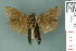  (Crithote horridipes - RMNH.INS.14929)  @13 [ ] Unspecified (default): All Rights Reserved  Unspecified Unspecified