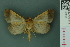  ( - RMNH.INS.14930)  @11 [ ] Unspecified (default): All Rights Reserved  Unspecified Unspecified