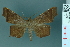  ( - RMNH.INS.14932)  @11 [ ] Unspecified (default): All Rights Reserved  Unspecified Unspecified