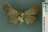  ( - RMNH.INS.14932)  @11 [ ] Unspecified (default): All Rights Reserved  Unspecified Unspecified