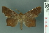  ( - RMNH.INS.14933)  @14 [ ] Unspecified (default): All Rights Reserved  Unspecified Unspecified