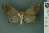  ( - RMNH.INS.14933)  @13 [ ] Unspecified (default): All Rights Reserved  Unspecified Unspecified