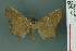  ( - RMNH.INS.14934)  @14 [ ] Unspecified (default): All Rights Reserved  Unspecified Unspecified