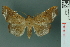  (Episparis exprimens - RMNH.INS.14942)  @14 [ ] Unspecified (default): All Rights Reserved  Unspecified Unspecified