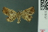  ( - RMNH.INS.14957)  @14 [ ] Unspecified (default): All Rights Reserved  Unspecified Unspecified