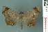 ( - RMNH.INS.14962)  @14 [ ] Unspecified (default): All Rights Reserved  Unspecified Unspecified