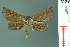  (Pangrapta hyriona - RMNH.INS.14967)  @14 [ ] Unspecified (default): All Rights Reserved  Unspecified Unspecified