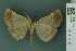  ( - RMNH.INS.19005)  @13 [ ] Unspecified (default): All Rights Reserved  Unspecified Unspecified
