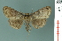  (Idia substigmata - RMNH.INS.19035)  @14 [ ] Unspecified (default): All Rights Reserved  Unspecified Unspecified