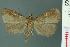  ( - RMNH.INS.19037)  @13 [ ] Unspecified (default): All Rights Reserved  Unspecified Unspecified