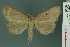  (Simplicia robustalis - RMNH.INS.19040)  @14 [ ] Unspecified (default): All Rights Reserved  Unspecified Unspecified