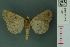  (Simplicia discosticta - RMNH.INS.19041)  @13 [ ] Unspecified (default): All Rights Reserved  Unspecified Unspecified